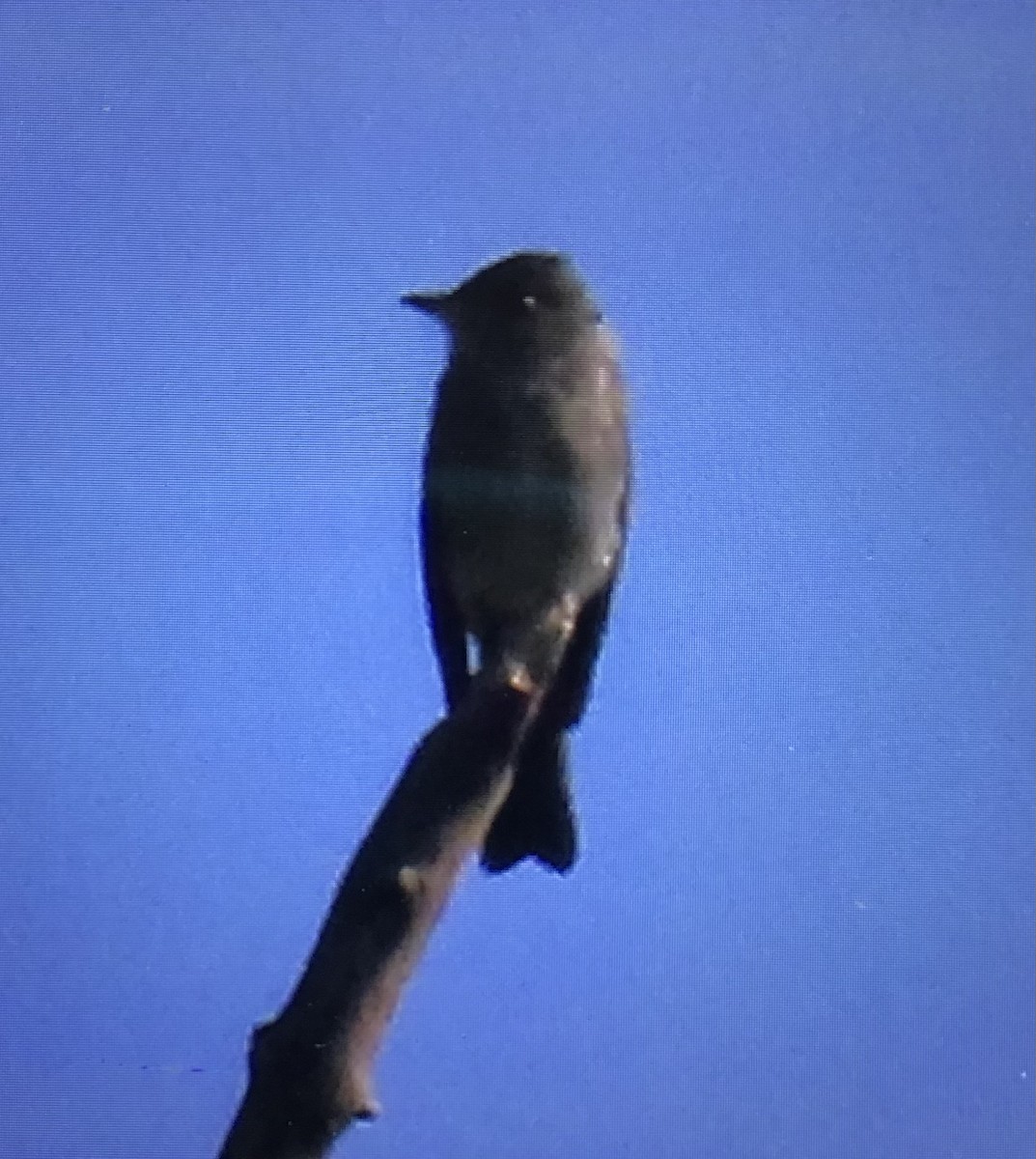 Empidonax, unbestimmt - ML642285089