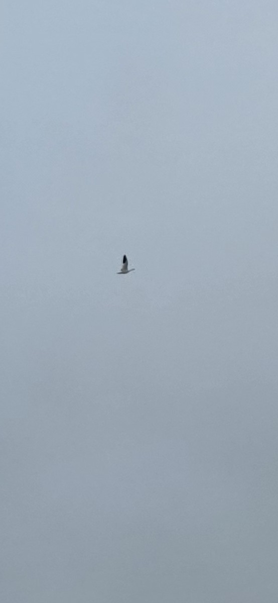 Snow Goose - ML642285107