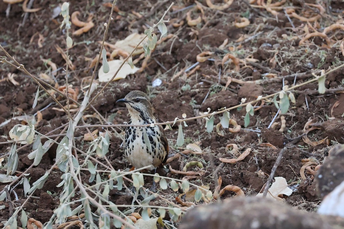 Spotted Morning-Thrush - ML642285116