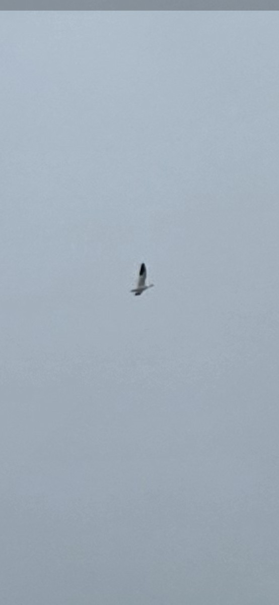 Snow Goose - ML642285191