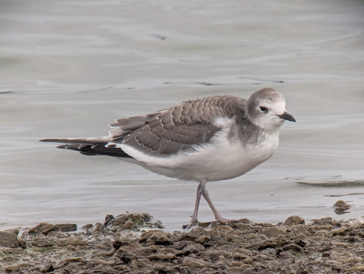 Sabine's Gull - ML642285192