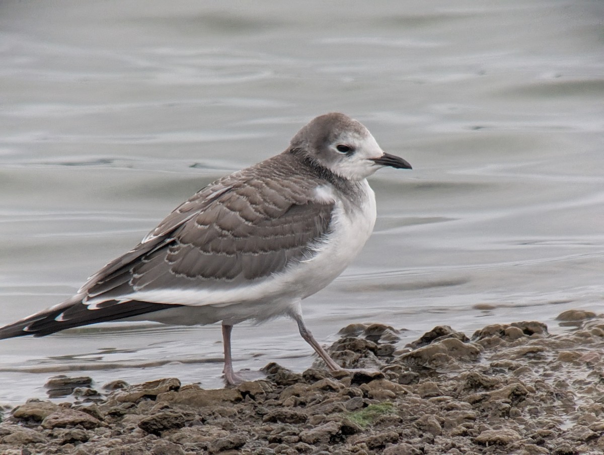 Sabine's Gull - ML642285193