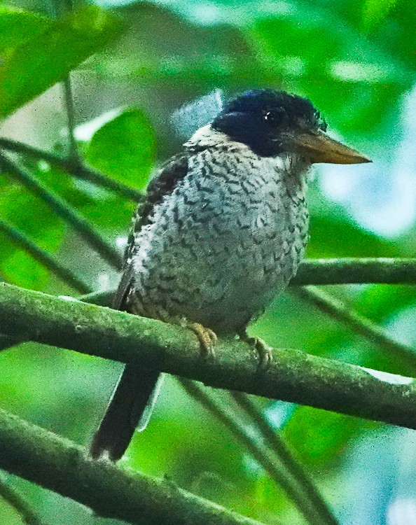 Scaly-breasted Kingfisher (Scaly-breasted) - ML642285202