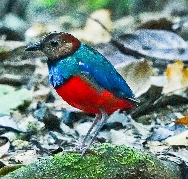 Sulawesi-Blaubrustpitta (celebensis) - ML642285211