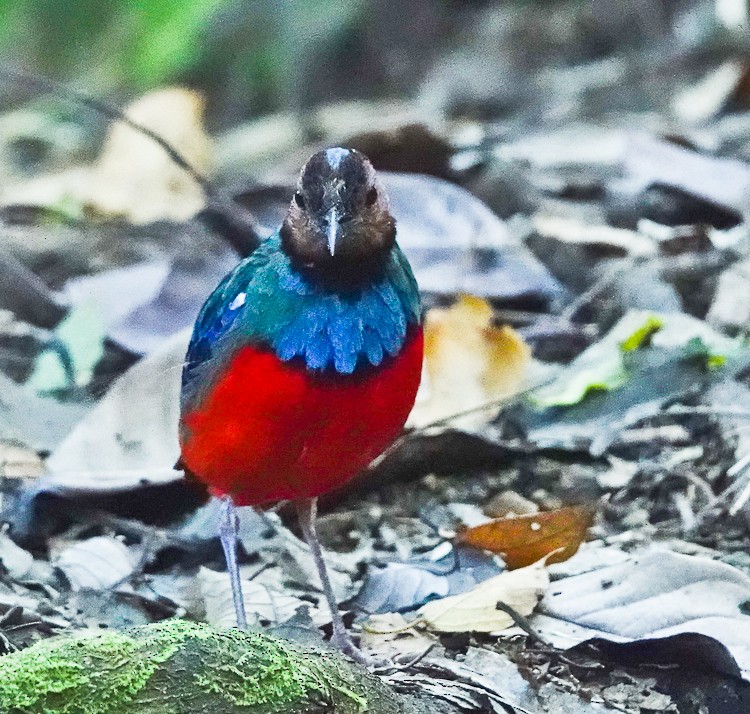 Sulawesi-Blaubrustpitta (celebensis) - ML642285219