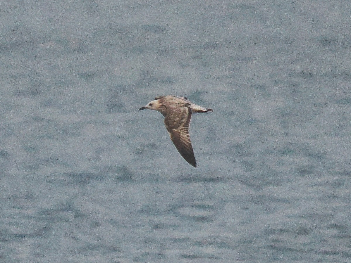 Caspian Gull - ML642285225