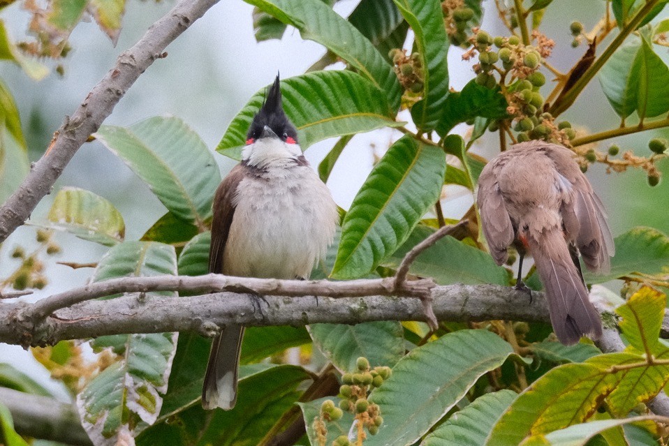 Red-whiskered Bulbul - ML642285229