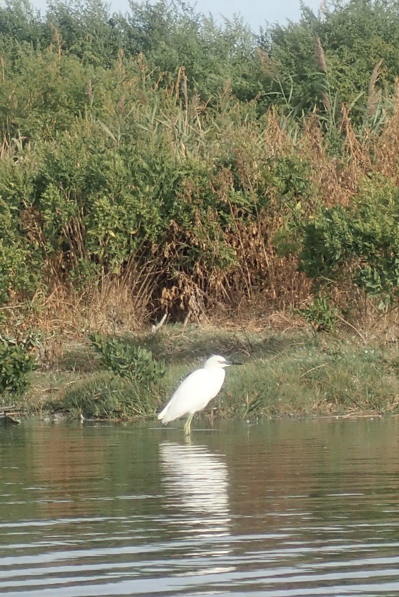 Snowy Egret - ML642285231