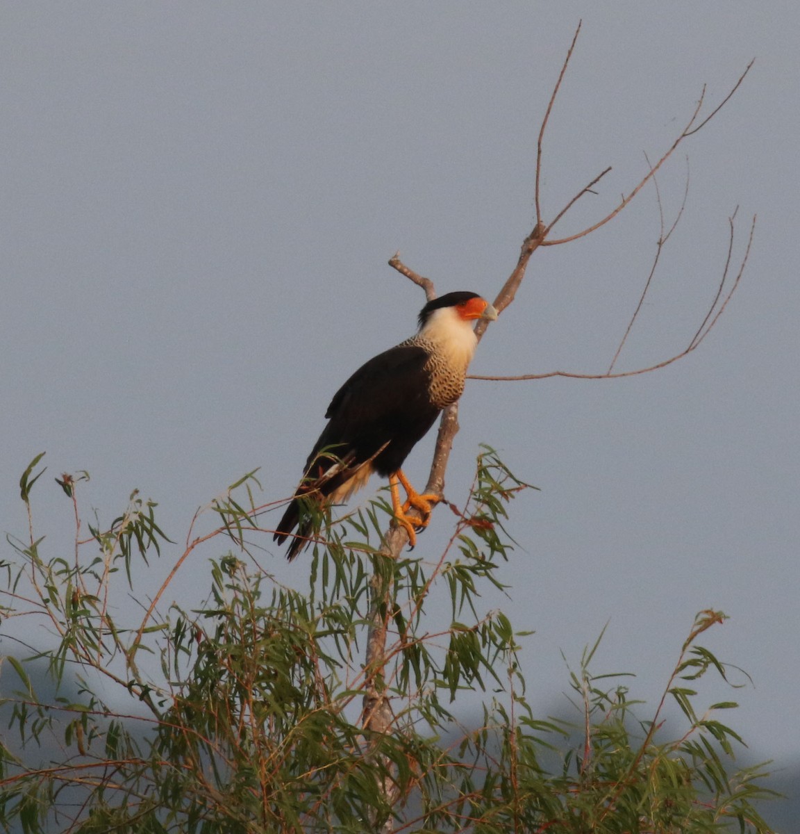 Crested Caracara (Northern) - ML642285238