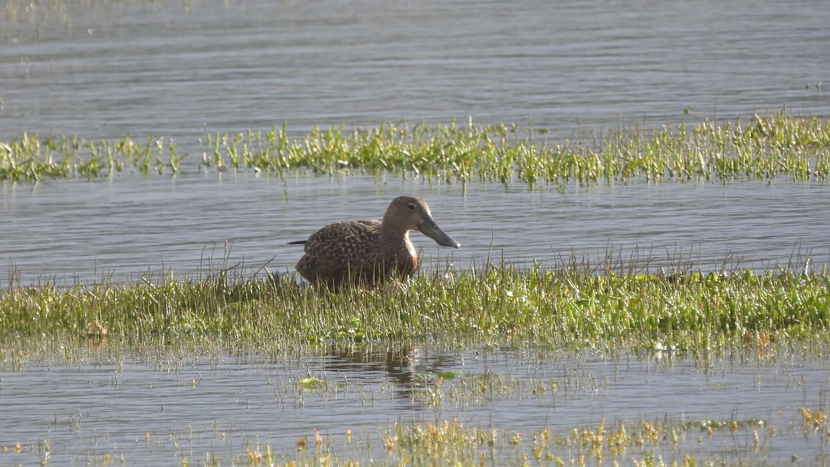 Cape Shoveler - ML642285239