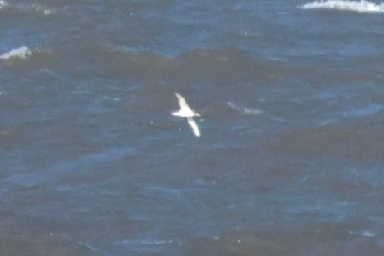 Cory's Shearwater - ML642285252