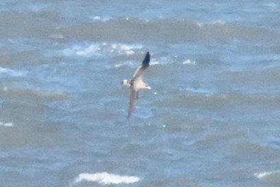 Cory's Shearwater - ML642285253