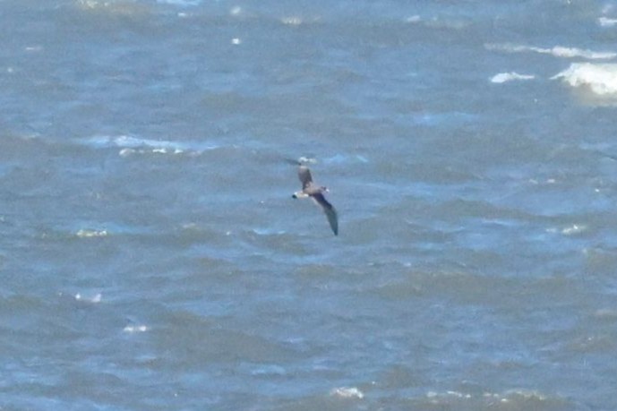 Cory's Shearwater - ML642285254