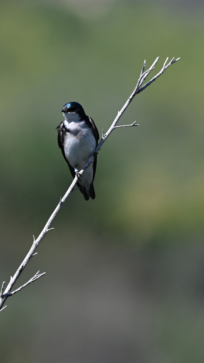 Tree Swallow - ML642285260
