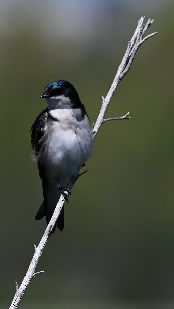 Tree Swallow - ML642285262