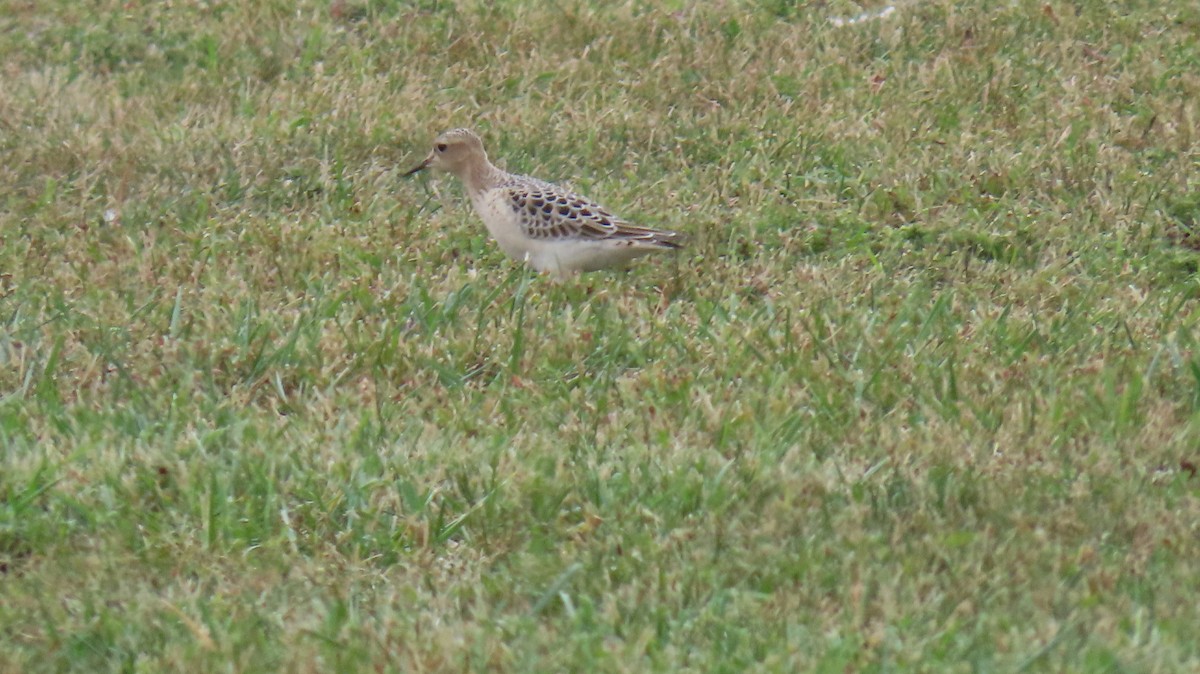 Buff-breasted Sandpiper - ML642285274