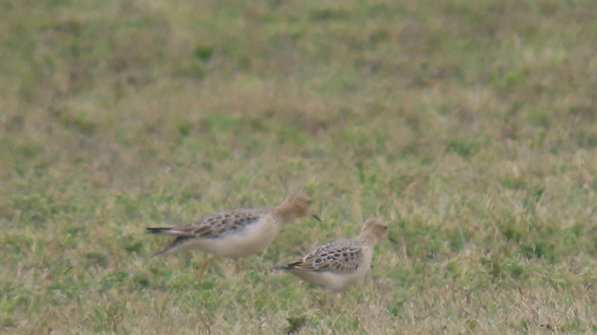 Buff-breasted Sandpiper - ML642285277