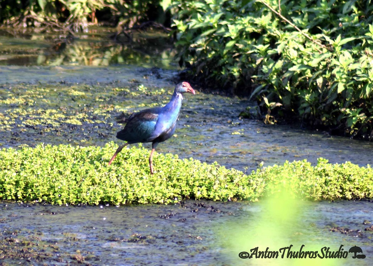 Gray-headed Swamphen - ML642285323