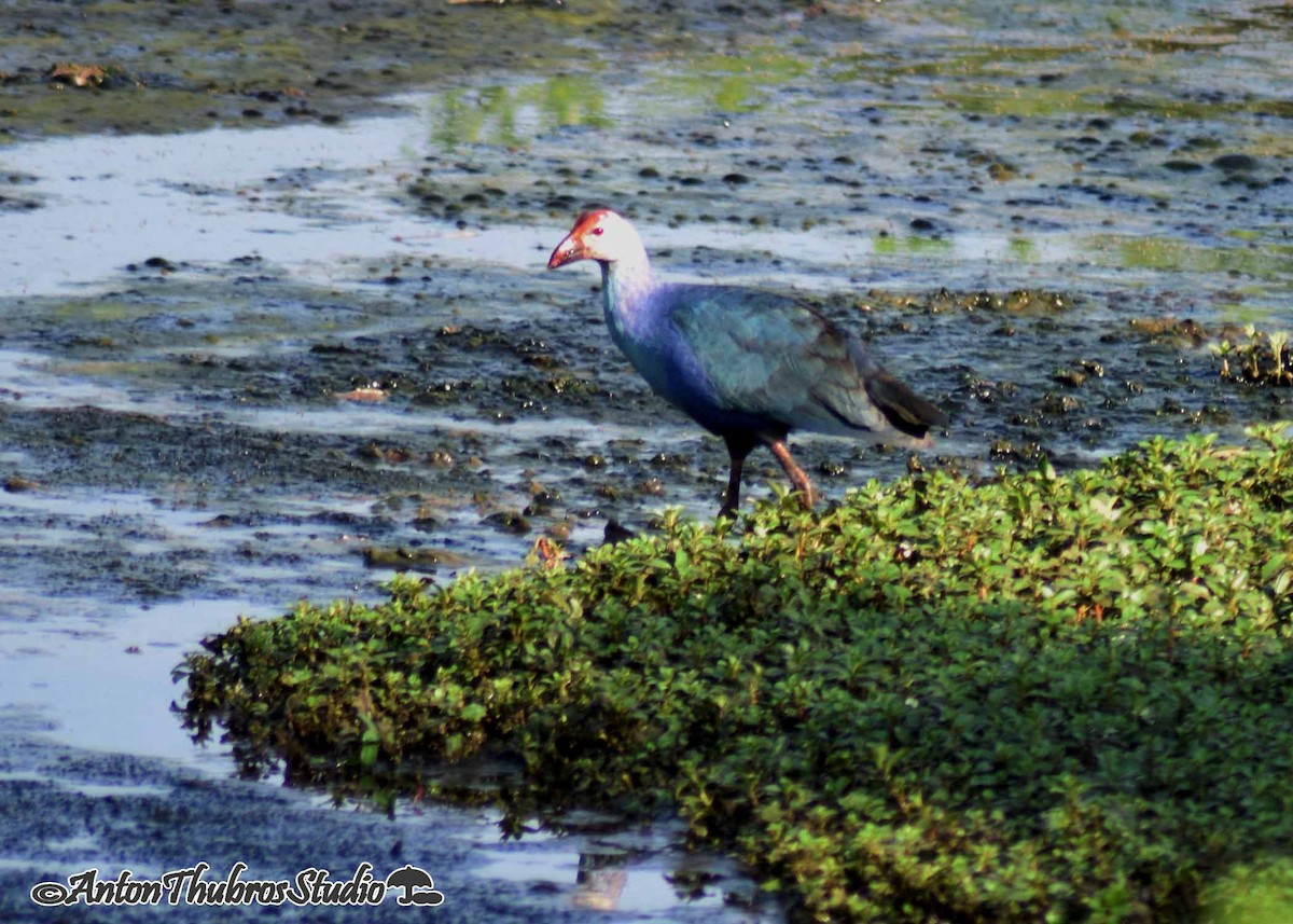 Gray-headed Swamphen - ML642285324