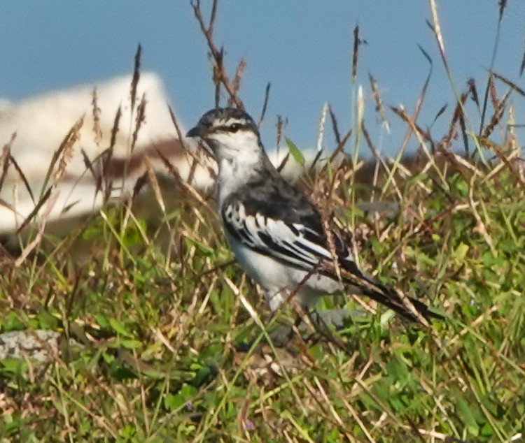 White-shouldered Triller - ML642285335