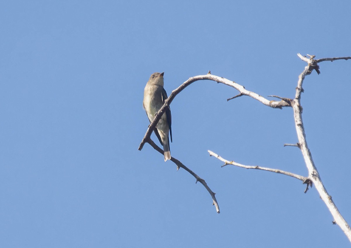 Western Wood-Pewee - ML642285336