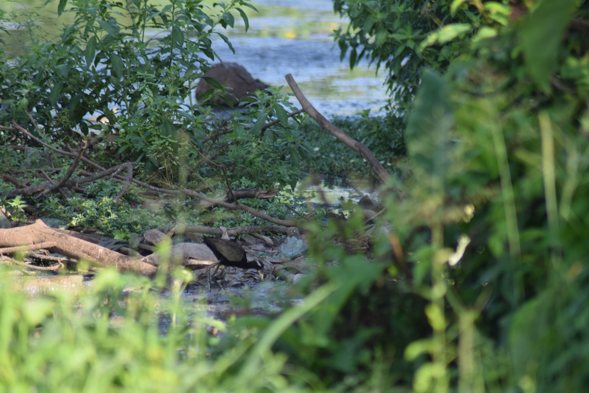 Bronze-winged Jacana - ML642285358