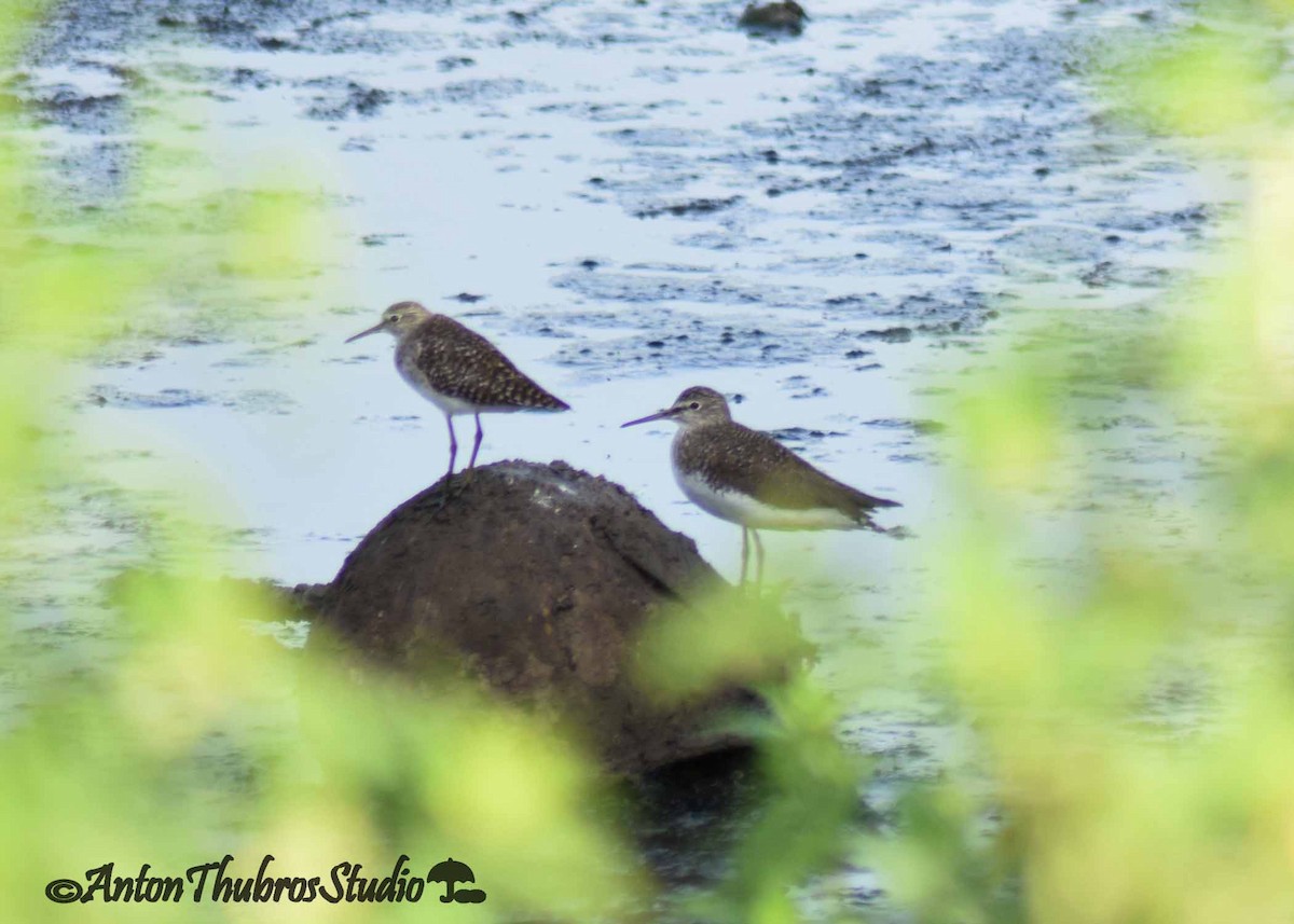 Wood Sandpiper - ML642285366
