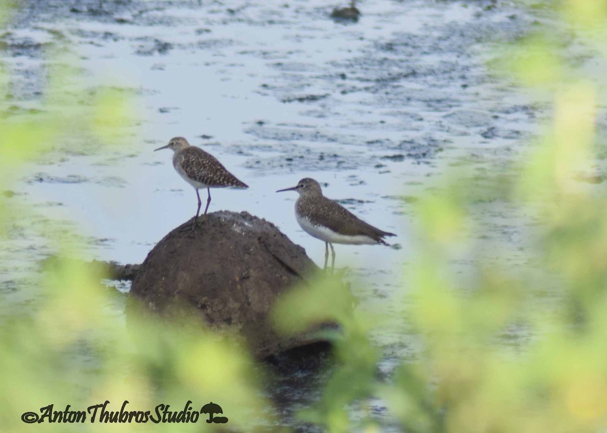 Wood Sandpiper - ML642285367