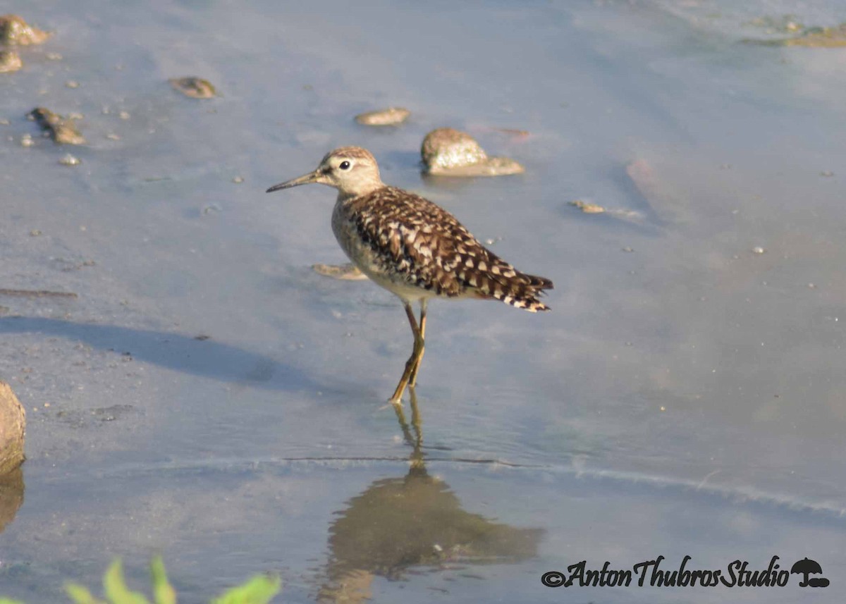 Wood Sandpiper - ML642285368
