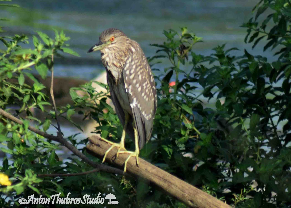 Black-crowned Night Heron - ML642285376