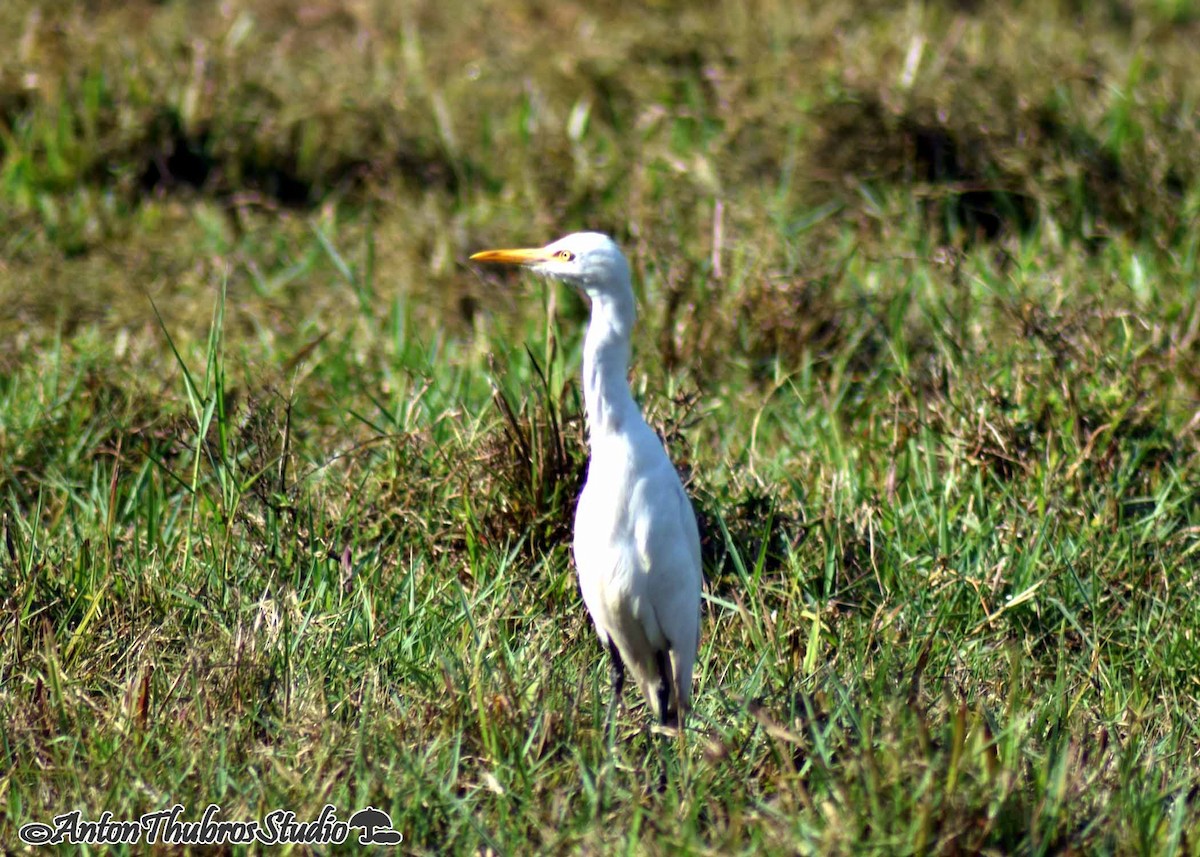 Eastern Cattle-Egret - ML642285381