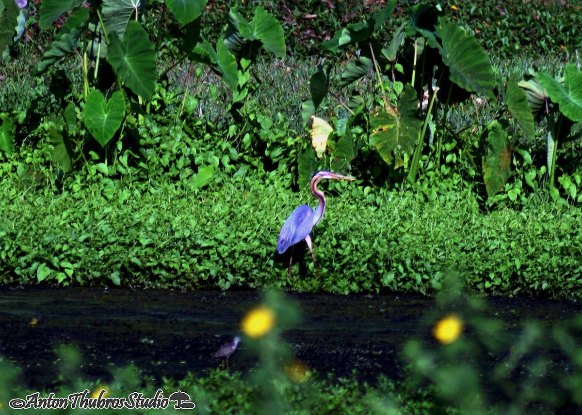 Purple Heron - ML642285387