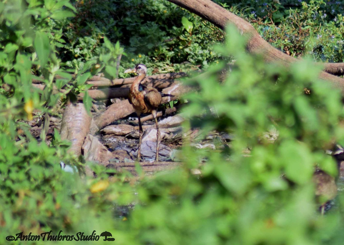 Purple Heron - ML642285388