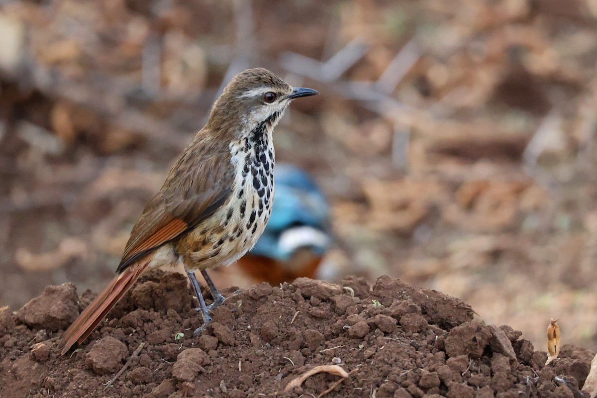 Spotted Morning-Thrush - ML642285402