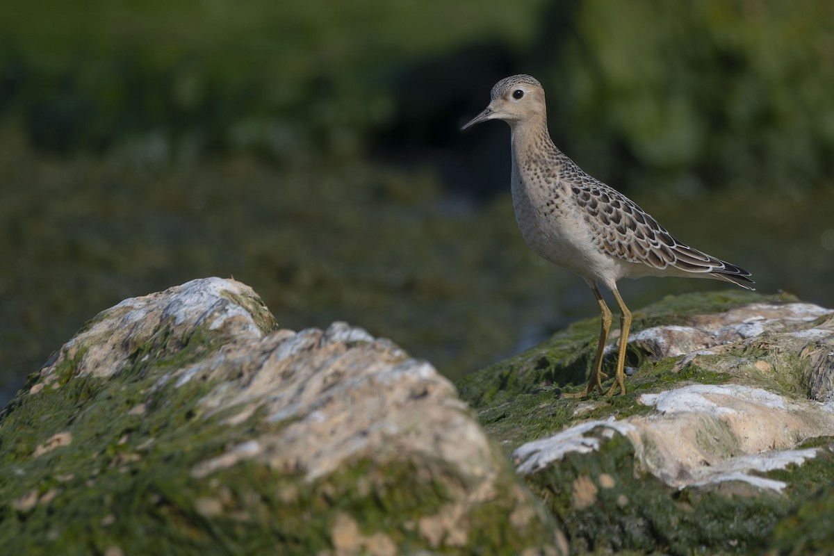 Buff-breasted Sandpiper - ML642285431