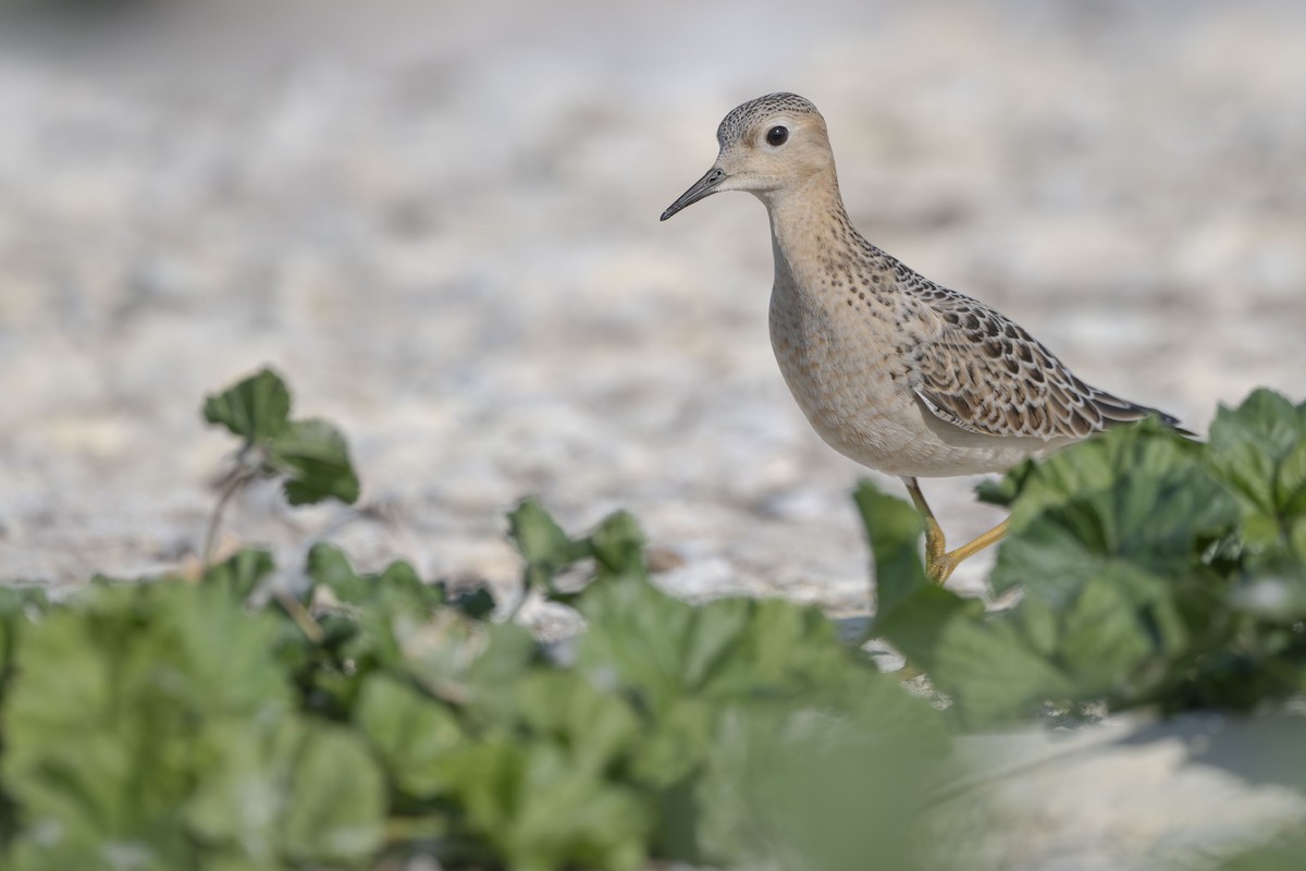 Buff-breasted Sandpiper - ML642285433
