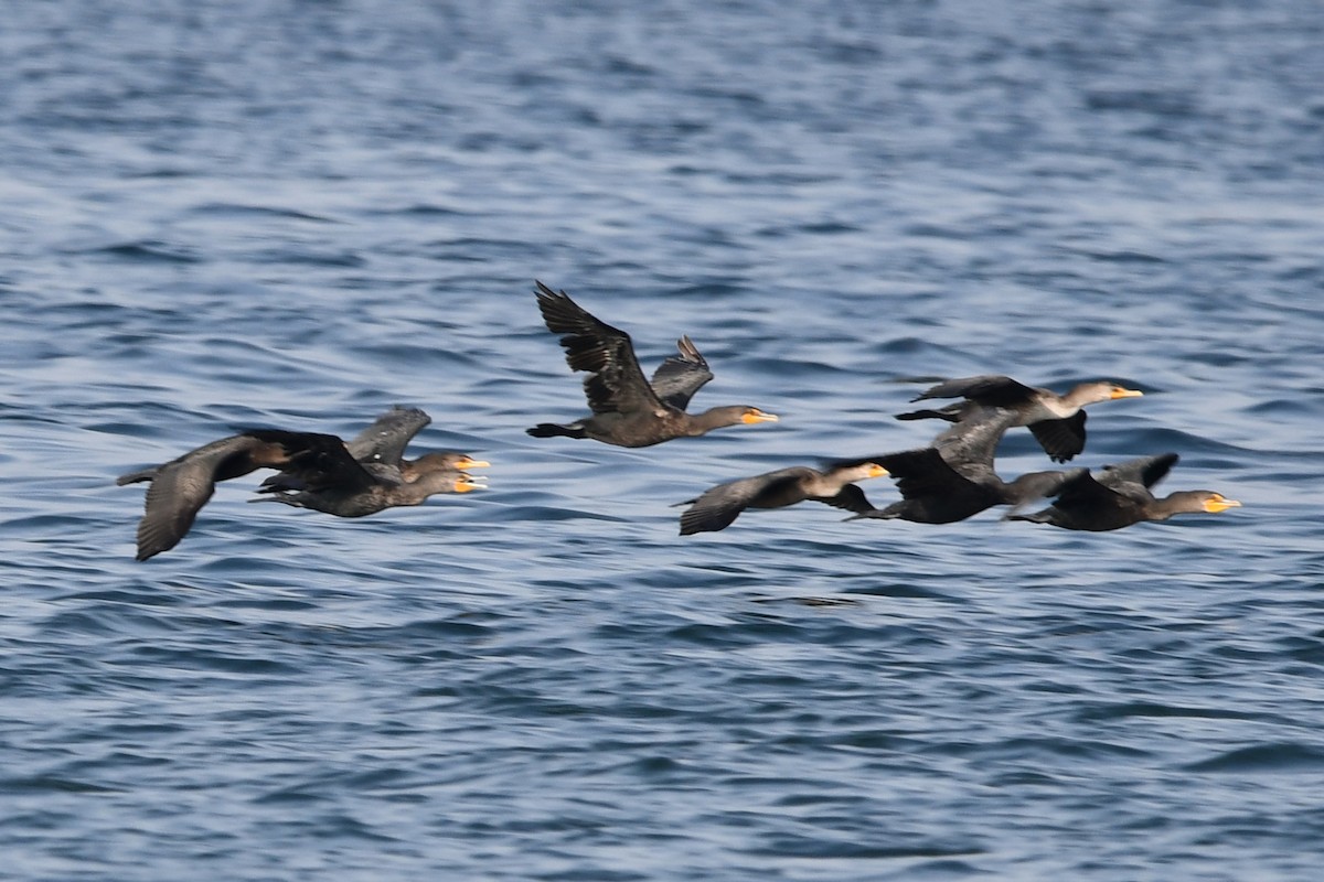 Double-crested Cormorant - ML642285438