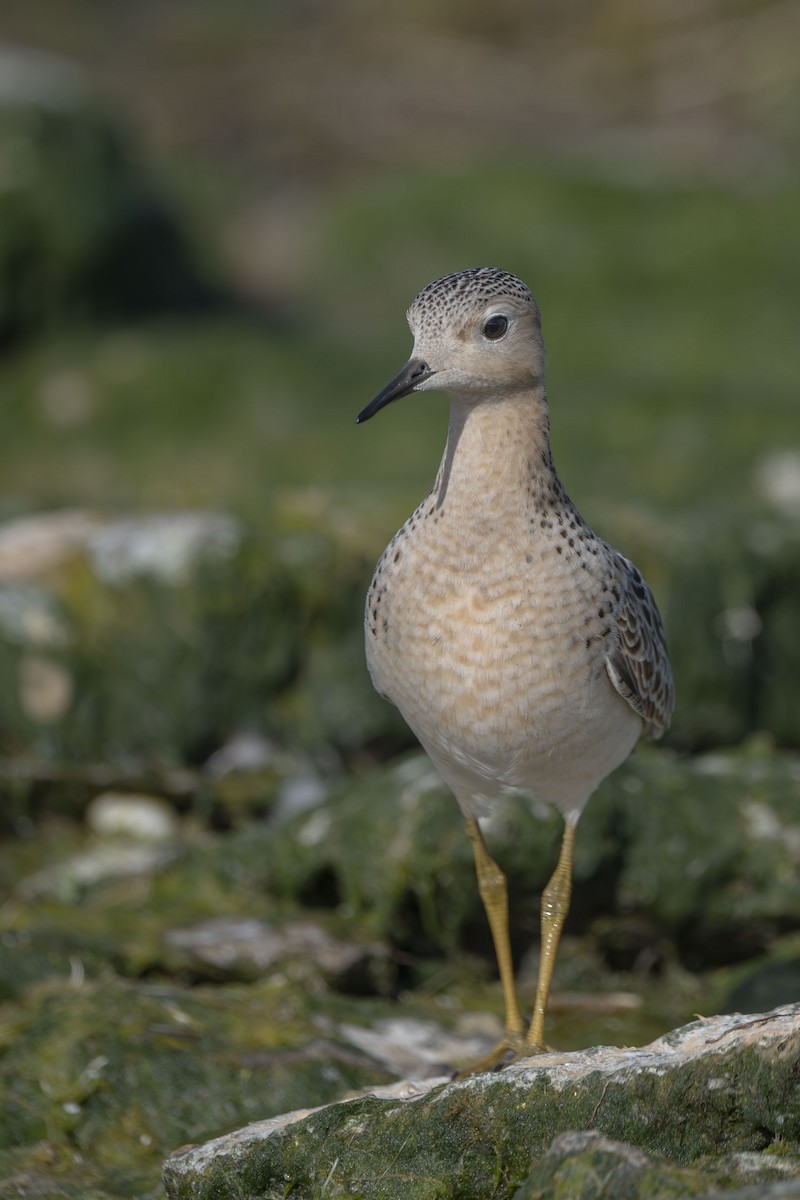 Buff-breasted Sandpiper - ML642285443