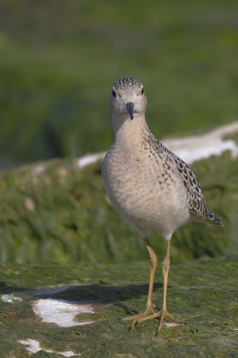 Buff-breasted Sandpiper - ML642285445
