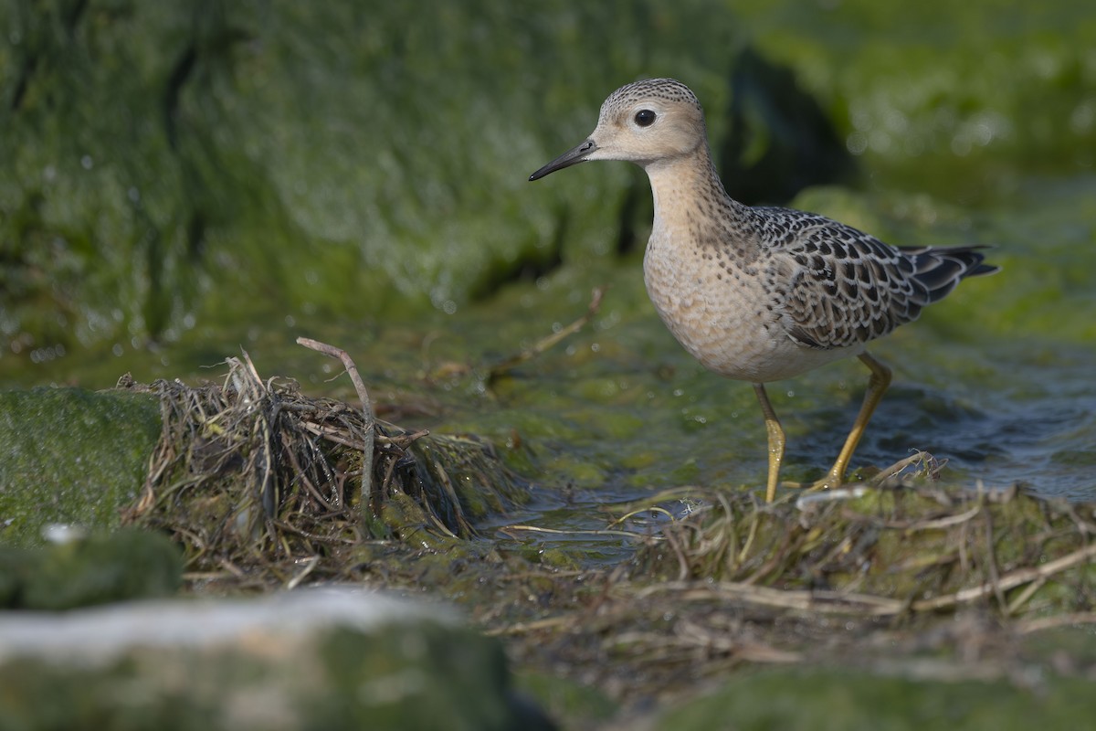 Buff-breasted Sandpiper - ML642285447