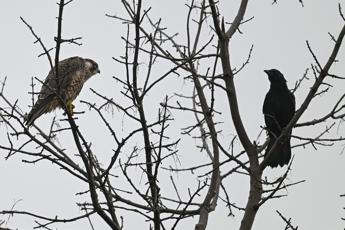 Peregrine Falcon - ML642285460