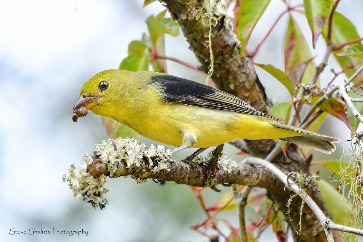 アカフウキンチョウ - ML642285469