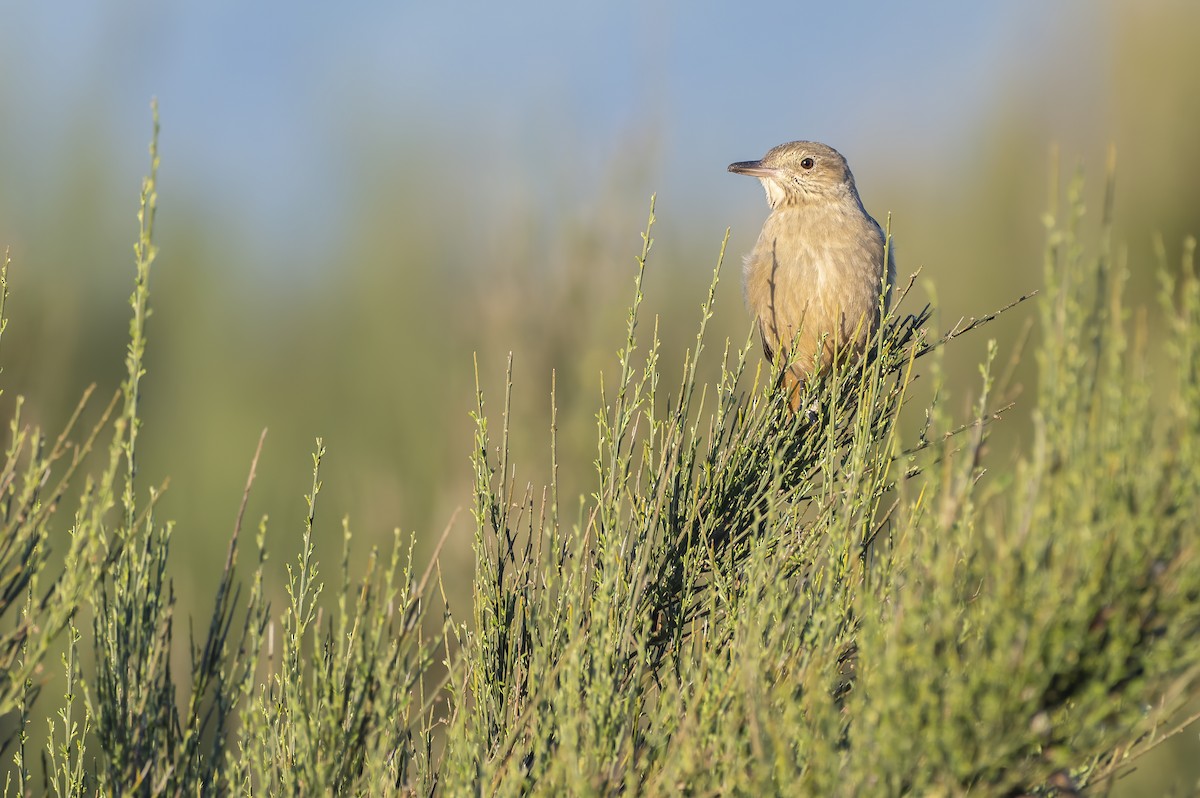 Great Shrike-Tyrant - ML642285489