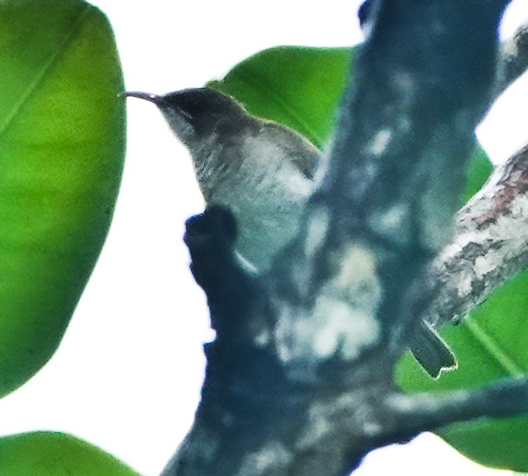 Brown-backed Honeyeater - ML642285523
