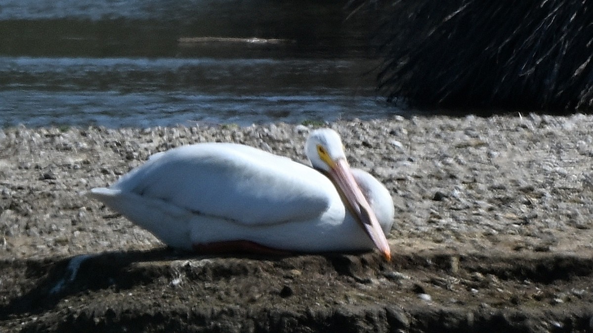American White Pelican - ML642285533