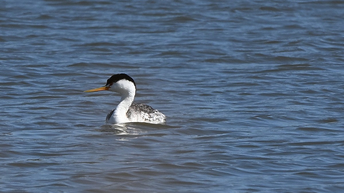 Clark's Grebe - ML642285534