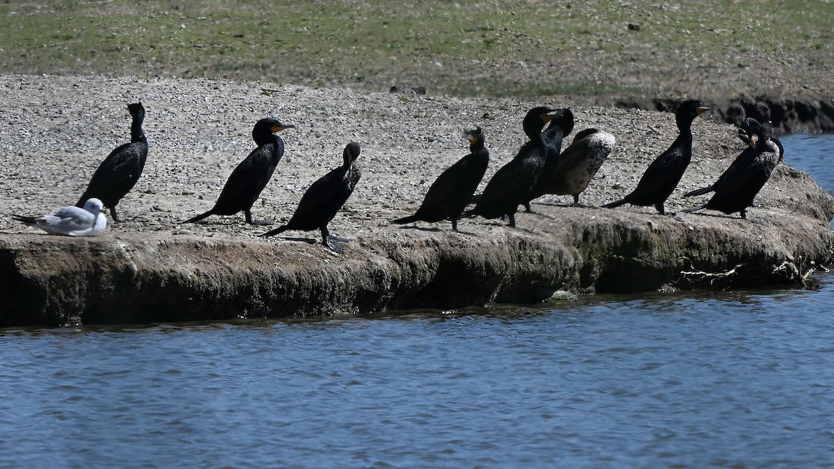 Double-crested Cormorant - ML642285535