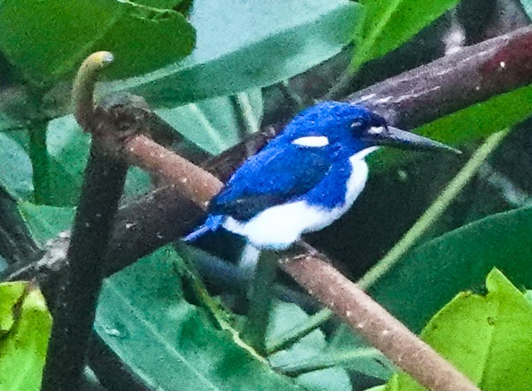 Little Kingfisher - ML642285540
