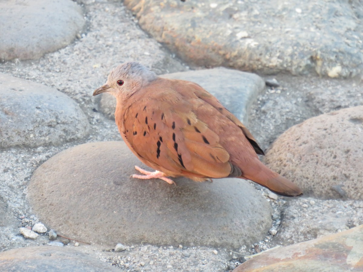 Ruddy Ground Dove - ML642285543