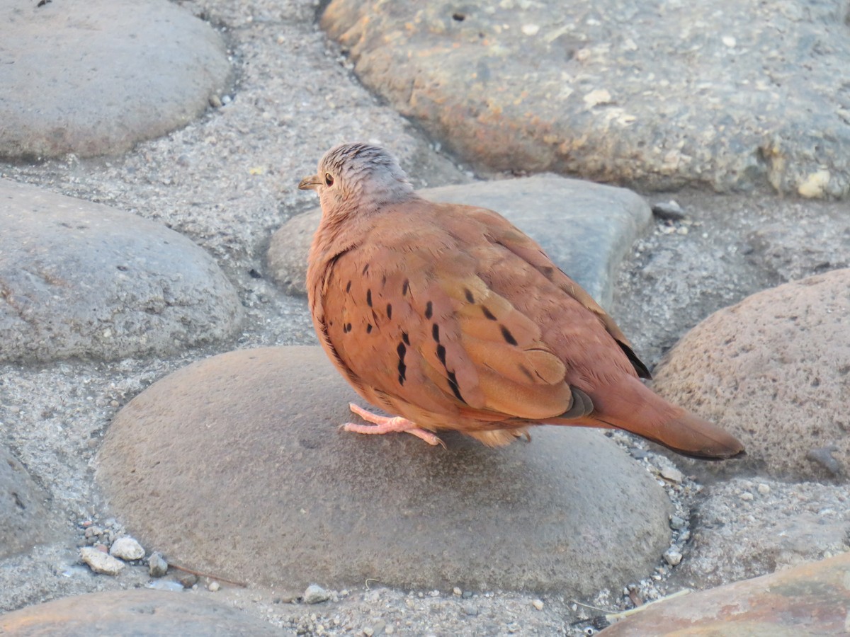 Ruddy Ground Dove - ML642285544